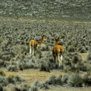 Cusco - Colca (Chivay)