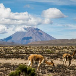 Puno - Colca - Arequipa 2D/1N
